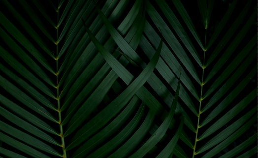 https://www.echothejungle.com/wp-content/uploads/2020/03/inner_01_02.png